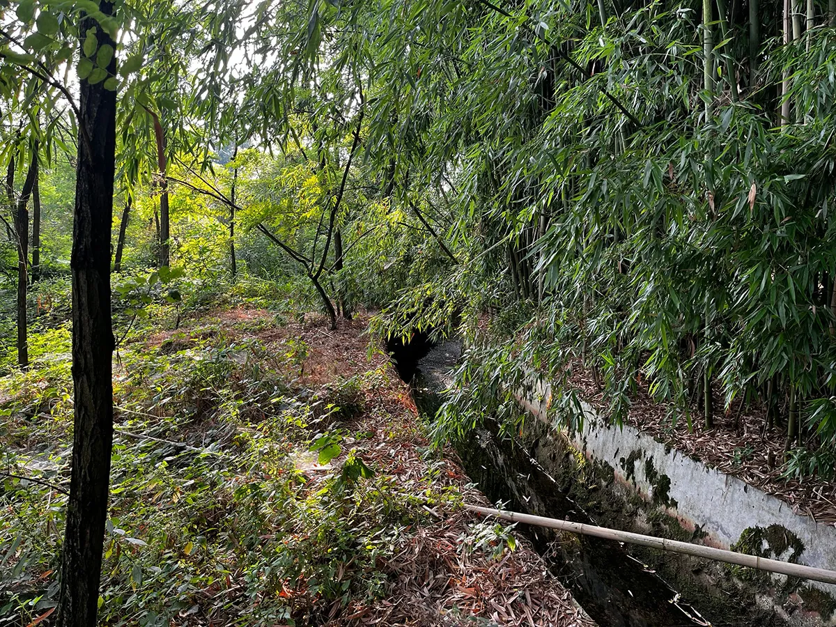 Foresta bambu - geom matteo cicchine