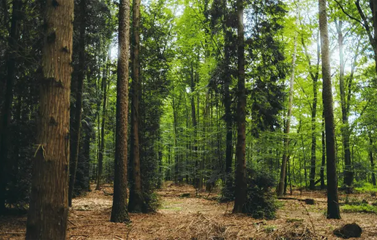 scenari applicativi analisi forestale e vegetativa fjd trion s2 strumenti topografici